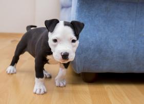 6 Common Puppy Actions and What They Mean