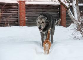 8 Ways to Prep Pets for Winter