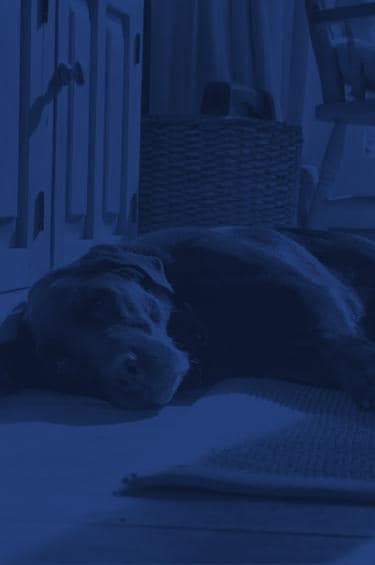 Curated visual reference: Fresh Look at Dog Chocolate Toxicity Meter When To Worry