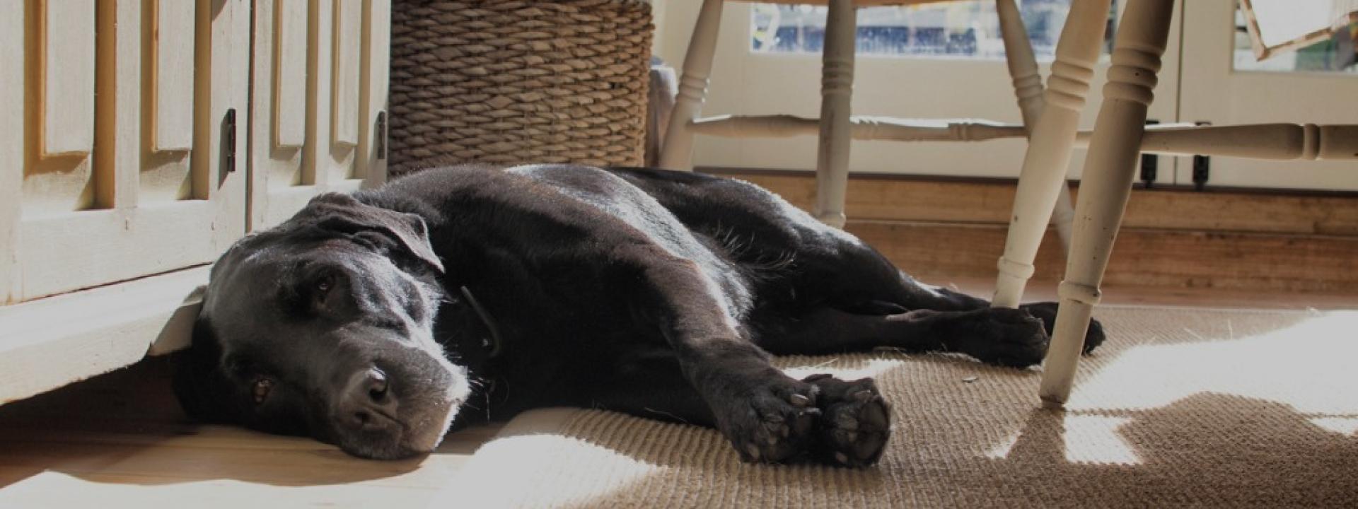 my dog ate a reese's