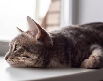 What Causes Cat Diarrhea and What to Do About It