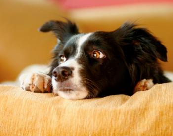 Kennel Cough in Dogs: Symptoms and Treatments
