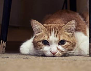 How to Tell If a Cat Is in Pain: 25 Signs You Can Look For