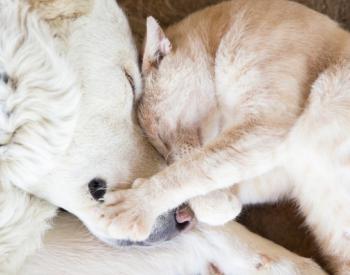 7 Subtle Signs of Cancer in Pets That Most Pet Parents Overlook