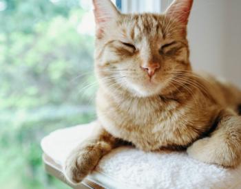 Arthritis Treatment for Cats