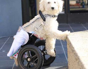 Stem Cell Therapy Allows Dogs to Walk Again