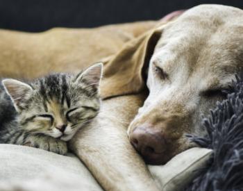 3 Top Cat and Dog Health Issues