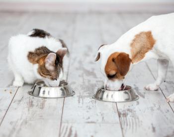 A Veterinarian’s Perspective on Grain-Free Dog Foods and Grain-Free Cat Foods