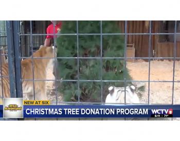 Georgia Theme Park Is Recycling Christmas Trees for Animal Enrichment