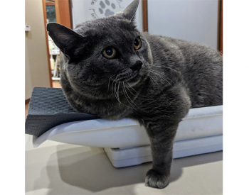Cinderblock the Viral, Anti-Exercise Fat Cat Uses Fame to Help Local Nonprofits