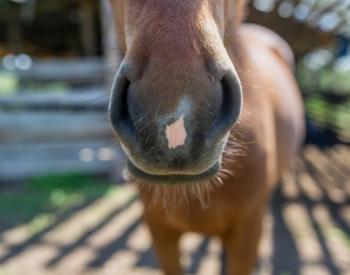 Study Finds That Horses Can Smell Human Fear
