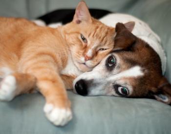 What You Need to Know About FHO Surgery in Dogs and Cats