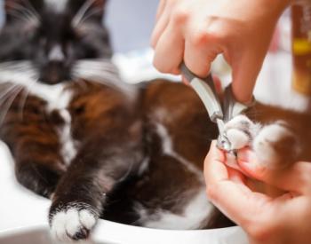 How Often Should You Trim a Cat’s Nails?