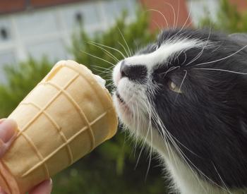 Do Cats Actually Get 'Brain Freeze' When They Eat Cold Treats?