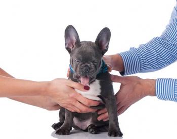 Dogs and Divorce: Why It's Important to Consider Your Pet's Feelings