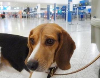 TSA Believes Floppy-Eared Dogs Look Friendlier (and Science Says They May Not Be Wrong)