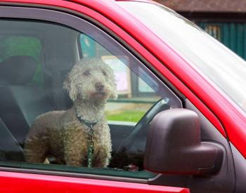 What You Can Do to Help Dogs Left in Cars