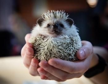 CDC Says Don’t Kiss Your Pet Hedgehogs
