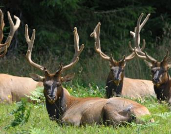 CDC Warns of Spike in Cases of Chronic Wasting Disease in Deer, Elk and Moose