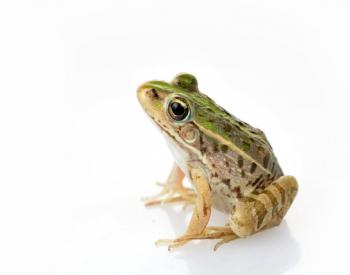 Frog Care 101: What You Need to Know Before You Get a Frog