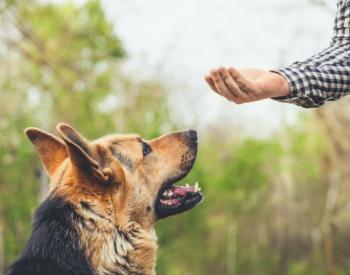 Can Dog Training Methods Affect How a Dog Bonds With Their Owner? Study Says Yes