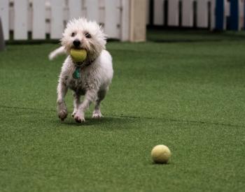 Plans for 17,000-Square-Foot Indoor Dog Park Coming to Omaha
