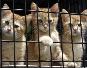 Watch Out For Fake Charities, Warns The Humane Society