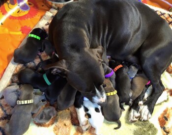 Shelter Dog Gives Birth To 16 Healthy Puppies...On Mother's Day