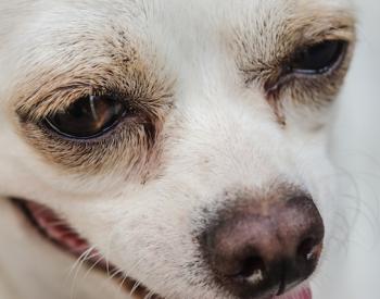 Animal Abuse Case: Dog Ingests Methamphetamine