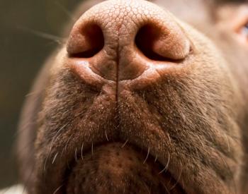 UK Charity Is Training Dogs to Smell COVID-19
