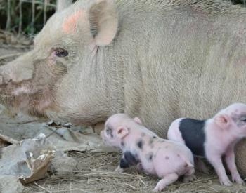 Over 458 Pot-Bellied Pigs Available for Adoption After Hoarding Rescue