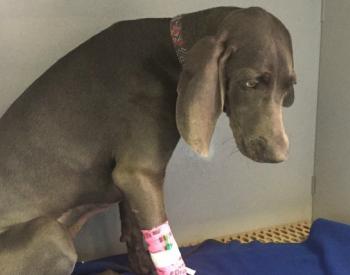 Dog Ingests Gorilla Glue and Undergoes Emergency Surgery
