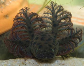 New Species of Giant Salamander Discovered in Florida