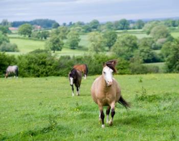 UK Veterinarians Warn Equestrians About Increasing Number of Overweight Horses