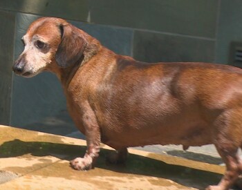 Skinny Vinnie the Dachshund: From Overweight to Inspiration
