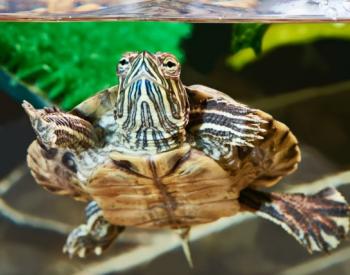 How to Check the Water Quality in Your Turtle Tank