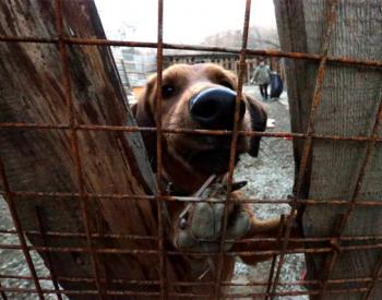 Russian Billionaire Saves Stray Dogs and Cats in Sochi