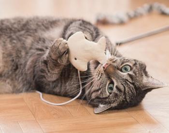 Why Do Cats Bring Gifts to Their Owners?