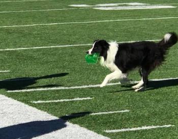 Striking the Wonder Dog Is a Crowd Pleaser for College Football Fans