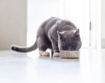 RSPCA in the UK Says Vegan Cat Food Is Cruelty Under the Animal Welfare Act