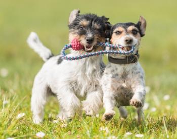 Dog Socialization: What to Do When Your Dog Won’t Socialize With Other Dogs