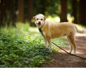 Lyme Disease in Dogs: Symptoms and Treatment