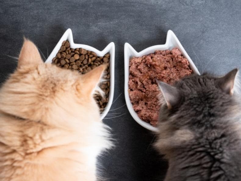 Wet Vs Dry Cat Food Or Both Petmd - Diy Wet Cat Food Puzzle