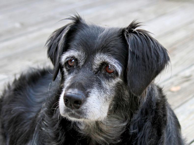 geriatric dog diet