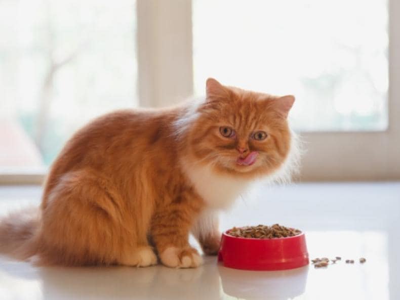 food to help cat lose weight