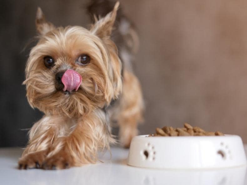 is it bad to feed a puppy adult dog food