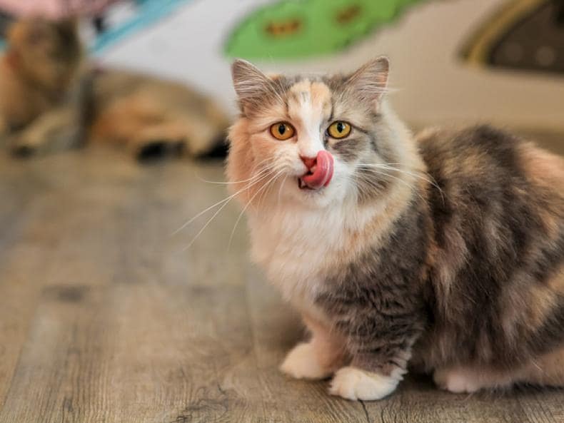 Probiotics for Cats: What are They and How Do They Help?