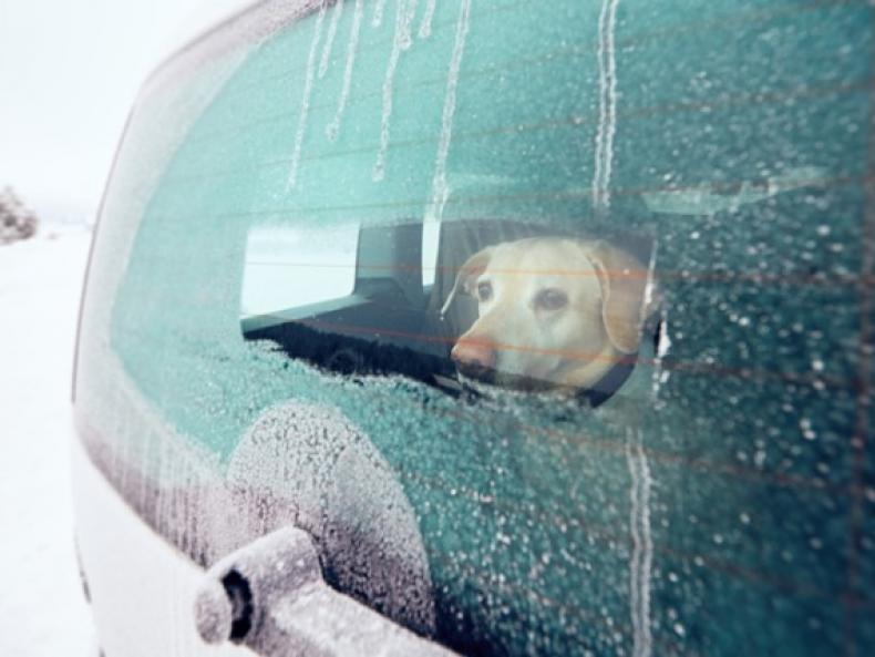 Cold Weather Safety Tips for Traveling With a Pet