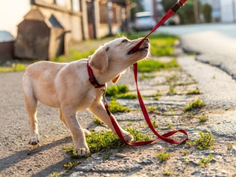 dog biting leash
