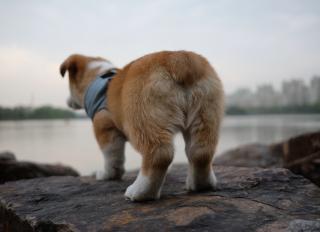 Anal Glands on Dogs: What You Need to Know